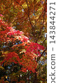 Bright red maple leaves 143844271