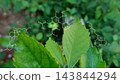 Green plants background with biochemistry structure on blur bokeh background 143844294
