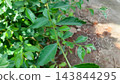 Green plants background with biochemistry structure on blur bokeh background 143844295