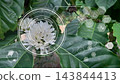 White Coffee Flowers on Tree with Digital HUD Infographic HUD Overlay Smart Agriculture Photo 143844413