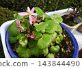 Daimonjisou (大文字草), a perennial herb belonging to the Saxifragaceae family. 143844490