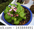 Daimonjisou (大文字草), a perennial herb belonging to the Saxifragaceae family. 143844491