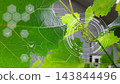 Young grape with digital graphic icons on bokeh background representing smart farming, precision modern agriculture, technology for crop analysis 143844496