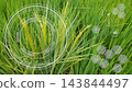Smart agriculture technology overlay on fresh green rice field crop, showing modern data analysis, digital AI farming system, and sustainable grain cultivation growth. 143844497