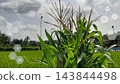 Flower of corn tree with semi transparent digital graphic icons on bokeh background representing smart farming, precision modern agriculture, technology for crop analysis 143844498