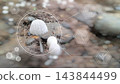 Close-up view of white mushrooms growing on the forest, overlaid with futuristic hexagonal digital graphics and glowing symbols, showcasing nature and technology integration on bokeh blur background 143844499