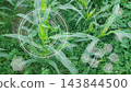 Corn crop pest detection smart farming photo concept with digital hud overlay on green leaves, smart agriculture asset for crop protection website design and agronomy research presentation banner 143844500