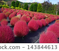 Autumn leaves Kokia 143844613