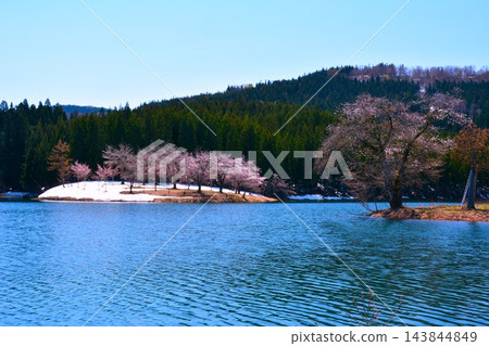 早春時節,小池池畔的櫻花在皚皚白雪中綻放 早春時節,小池池畔的櫻花在皚皚白雪中綻放 143844849