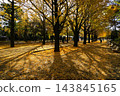 Autumn ginkgo trees and fallen yellow leaves in a park - November, Nerima 21 Hikarigaoka Park 143845165