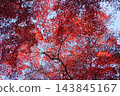 Numerous maple leaves, a vibrant red in December, at Takahata Fudoson Temple (38 maple trees). 143845167