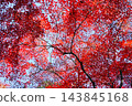 Numerous maple leaves, bright red in December, at Takahata Fudoson Temple (39 maple leaves). 143845168