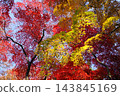 Fiery autumn leaves in December at Takahata Fudoson Temple (44 maple leaves) 143845169