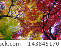 Fiery autumn leaves in December at Takahata Fudoson Temple (48 maple trees) 143845170