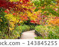 松戶市本道寺庭園的秋葉 143845255