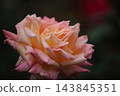 Arao City Ominous Citizen Flower Bed Rose Flower, 143845351