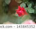 Arao City Ominous Citizen Flower Bed Rose Flower, 143845352