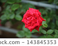Arao City Ominous Citizen Flower Bed Rose Flower, 143845353