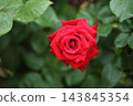 Arao City Ominous Citizen Flower Bed Rose Flower, 143845354