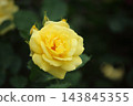 Arao City Ominous Citizen Flower Bed Rose Flower, 143845355