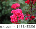 Arao City Ominous Citizen Flower Bed Rose Flower, 143845356