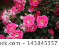 Arao City Ominous Citizen Flower Bed Rose Flower, 143845357