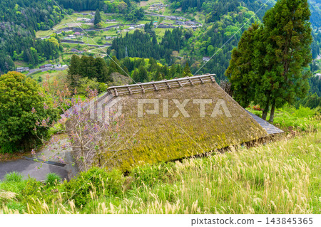 【傳統建築群重要保護區】落合,東祖屋山村:初夏景色-茅草屋頂與盛開的泡桐樹,德島縣三好市 【傳統建築群重要保護區】落合,東祖屋山村:初夏景色-茅草屋頂與盛開的泡桐樹,德島縣三好市 143845365
