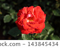 Arao City Ominous Citizen Flower Bed Rose Flower, 143845434