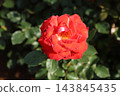 Arao City Ominous Citizen Flower Bed Rose Flower, 143845435