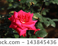 Arao City Ominous Citizen Flower Bed Rose Flower, 143845436