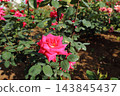 Arao City Ominous Citizen Flower Bed Rose Flower, 143845437