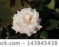 Arao City Ominous Citizen Flower Bed Rose Flower, 143845438