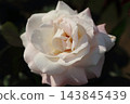 Arao City Ominous Citizen Flower Bed Rose Flower, 143845439