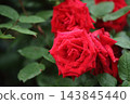 Arao City Ominous Citizen Flower Bed Rose Flower, 143845440