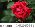Arao City Ominous Citizen Flower Bed Rose Flower, 143845441