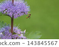 一隻纖細的食蚜蠅在秋日花園裡，從紫色的菊花中吸取花蜜。 143845567
