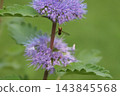 一隻纖細的食蚜蠅在秋日花園裡，從紫色的菊花中吸取花蜜。 143845568
