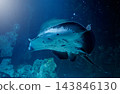 Majestic ocellate river stingray swimming in deep blue water under light beam 143846130