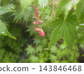 楓花 143846468
