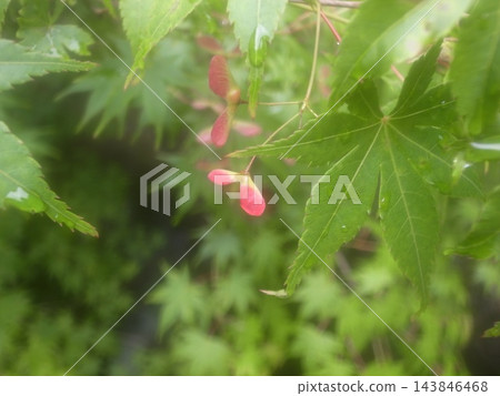楓花 143846468