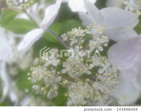 繡球 143846484