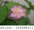 蓮花 143846511