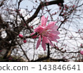菊花李 143846641