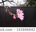 菊花李 143846642