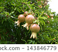 石榴 143846779