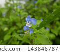 鴨蹠草 143846787