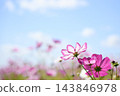可愛的粉紅波斯菊在藍天的襯托下格外醒目。 143846978