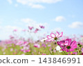 可愛的粉紅波斯菊在藍天的襯托下格外醒目。 143846991