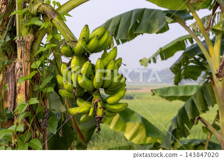 Close-up of a large bunch of fresh green bananas growing on a banana palm tree. Unripe organic fruit cluster in a countryside farm. 143847020