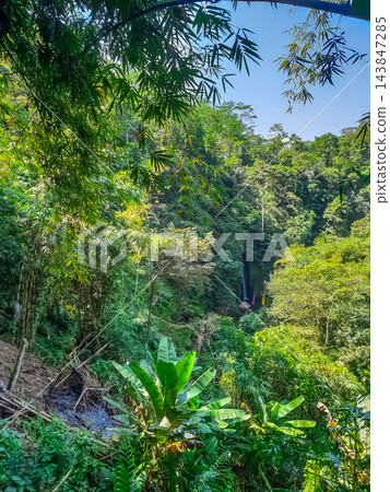 Distant waterfall viewed through dense tropical jungle with bamboo banana trees and blue sky in Bali Distant waterfall viewed through dense tropical jungle with bamboo banana trees and blue sky in Bali 143847285